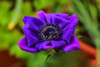 Close-up of purple flower