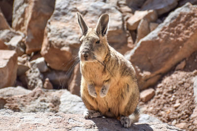 Friendly and inquisitive viscaca, bolivia