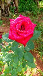 Close-up of wet red rose blooming outdoors