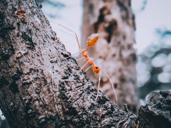 Close-up of insect on tree trunk