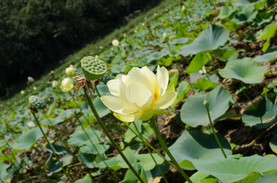 Tilt image of white lotus water lily blooming outdoors