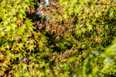 Close-up of berry growing on tree