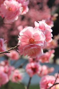 Close-up of pink cherry blossom