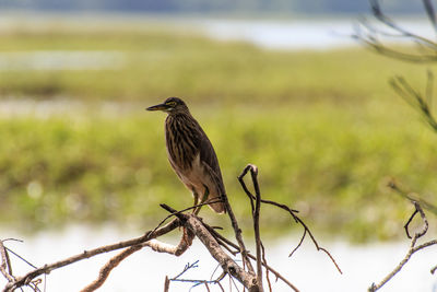 Close-up of bird perching on tree