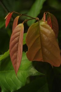 Close-up of green leaves on plant