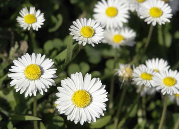 Close-up of white daisy flowers