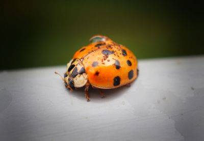 Close-up of ladybug on leaf