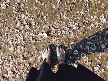 Low section of woman standing amidst seashells at beach