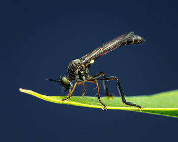 Close-up of insect