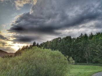 Trees on field against sky