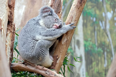 Animal sleeping on tree trunk in zoo