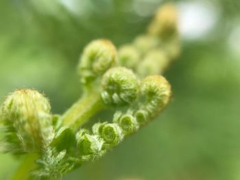 Close-up of tendril