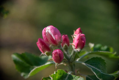 Close-up of pink flowering plant
