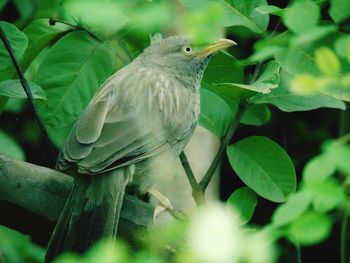 Close-up of bird perching on tree