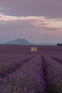 Scenic view of field against sky during sunset