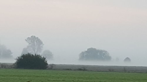 Trees on field against sky during foggy weather