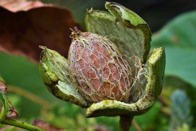 Close-up of fruit growing on plant