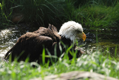 Bird in a lake