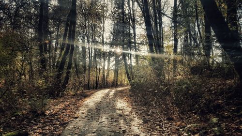 Trees in forest