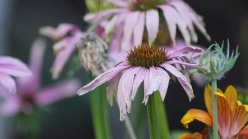 Close-up of purple coneflower blooming outdoors