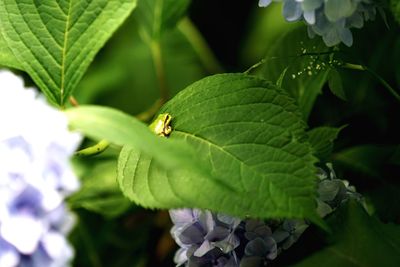 Close-up of insect on leaf