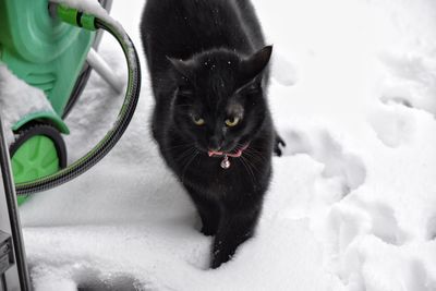 Black cat on snow