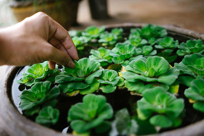 Midsection of person holding leaves