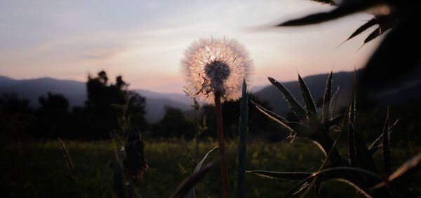 Close-up of dandelion on field against sky during sunset