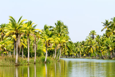 Scenic view of palm trees against clear sky