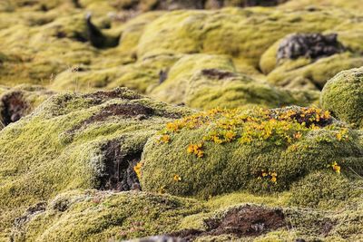 Close-up of moss