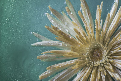 Macro shot of a wet crysanthemum with waterdrops
