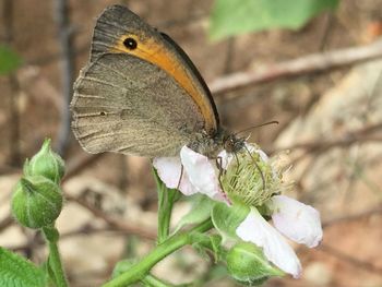 Close-up of butterfly pollinating on flower