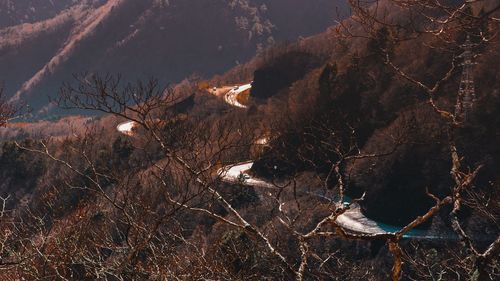 High angle view of bare trees on rocks