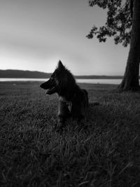 Dog on grassy field