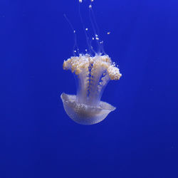 Close-up of jellyfish against blue background