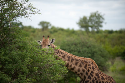 Giraffe feeding from tree
