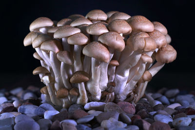 Close-up of mushrooms against black background