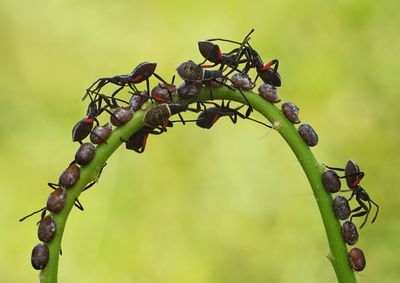 Close-up of flower buds growing outdoors