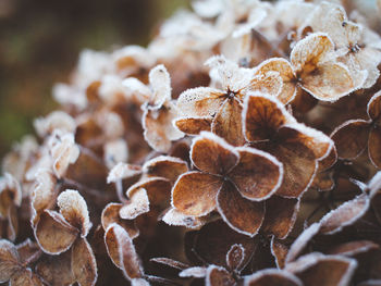 Close-up of wilted plant during winter