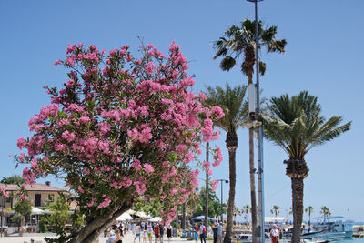 Pink flowering plant by trees against sky