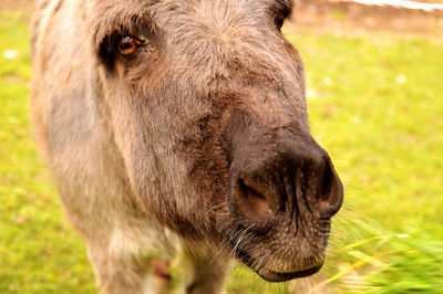 Close up of horse on field