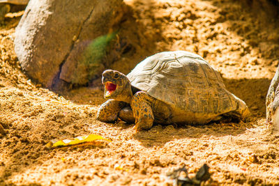 Lizard in a turtle