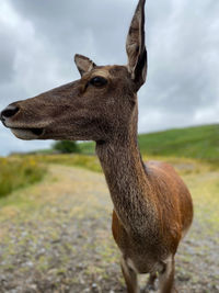 Close-up of a horse on field