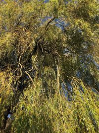 Full frame shot of tree in forest