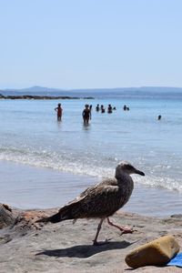 View of seagulls on beach