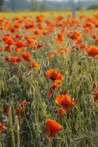 Close-up of orange poppy flowers in field