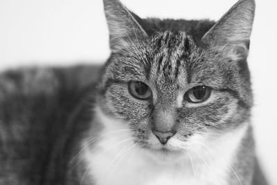 Close-up portrait of cat