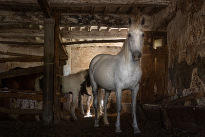 Portrait of horse in pen