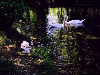 Swan swimming in lake