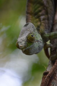 Close-up of butterfly